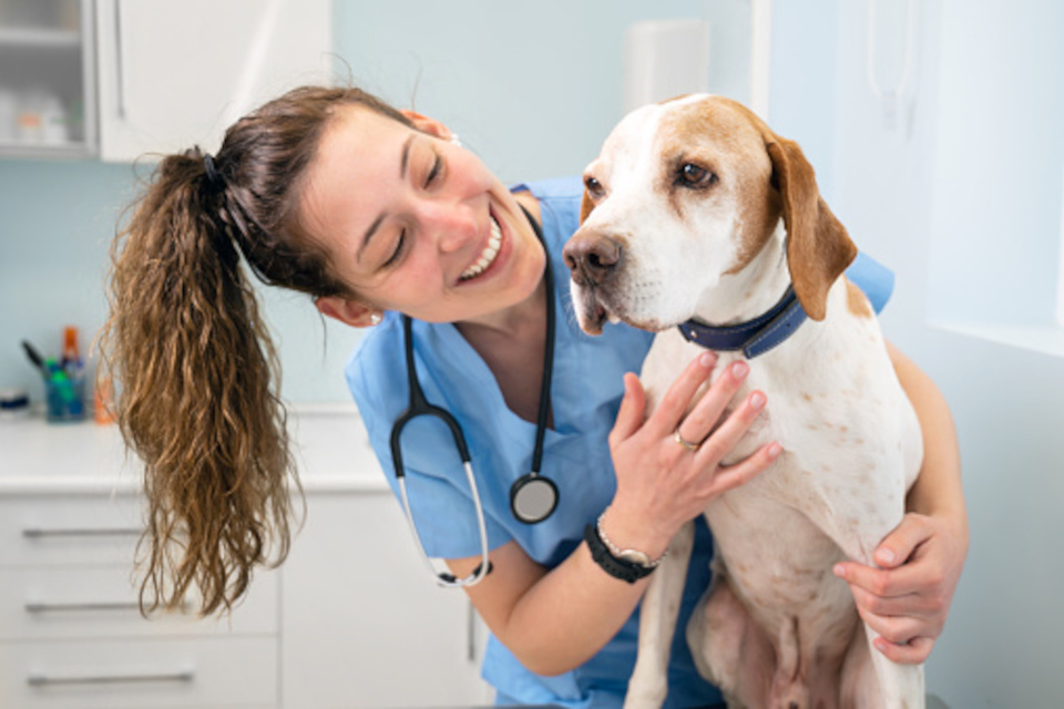 TFG Veterinaria